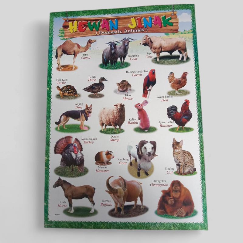 Product Introduction of Paket 6 Lembar Poster Edukasi Anak Huruf Lepas, Angka 1-50, Buah-buahan, Hewan, Transportasi, Huruf Hijaiyah. 5