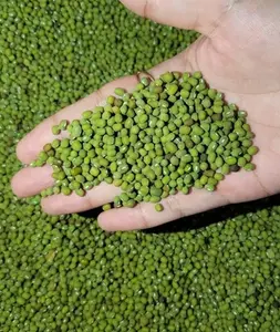 Tauge Kacang Hijau Renyah dan Menyegarkan Dapat Ditanam Secara Hidroponik dan di Tanah Tauge Kedelai