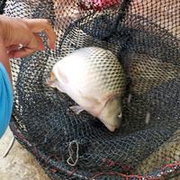 Gambar Essen Umpan Mancing Ikan Mas Indukan Aroma Durian Kweni Special Paling Gacor Boostrike - 15 ML dari ESSEN BOOSTRIKE_NEW Kota Tasikmalaya 3 Tokopedia