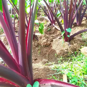 Bibit talas bogor ungu JUMBO/Pratama 3.harga satuan/batang besar dan bonggol besar