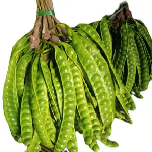 PETE SEGAR PILIHAN ISI 5 PCS/PROMO PETE MURAH/PETE TUA/PETE SUPER/PETE WONOGIRI/SAYURAN SEGAR/PETE MUDA/Kecombrang