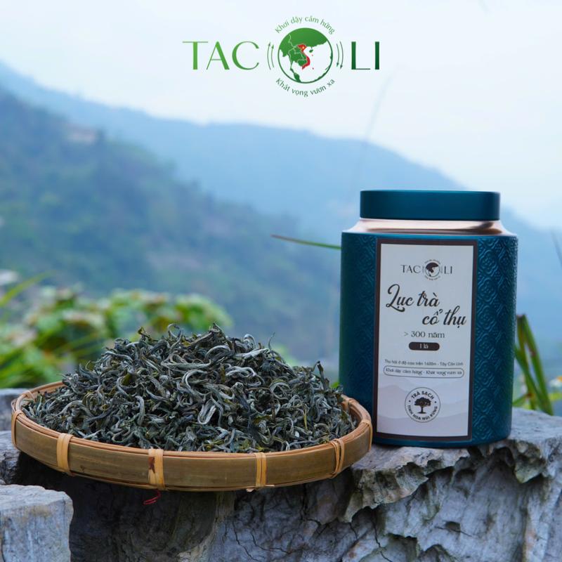  Lục Trà Shan Tuyết Cổ Thụ 1 Tôm 1 Lá Trên 300 Năm Tây Côn Lĩnh - Tacoli Tea Nước Trà Chè trà  thảo 