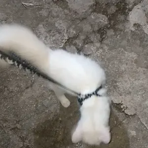 Harness Kucing Y Tali Tuntun Kucing Kelinci Tali Kalung Kucing Warna 120cm