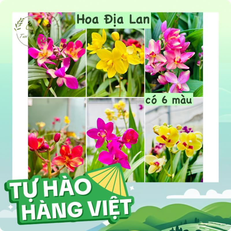   HOT  CÂY GIỐNG HOA ĐỊA LAN 6 MÀU  LAN CHU ĐINH   cao 15cm  Hoa giống cảnh sân vườn rẻ dễ trồng Cây Tươi Nguyên 