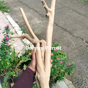 Tangkringan Pangkringan Kayu Kopi Burung Kakatua Nuri Betet Falk Sc LB