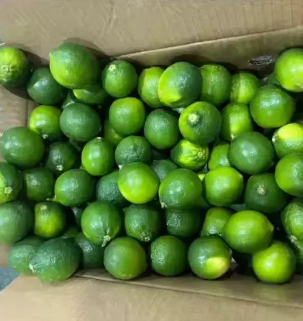 JERUK NIPIS 1 KG SEGAR , PETIK PETANI JERUK 2