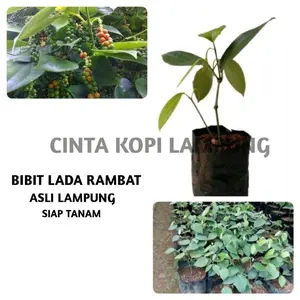 bibit lada rambat asli lampung berbuah lebat bibit unggulan/bibit/lada/buah 