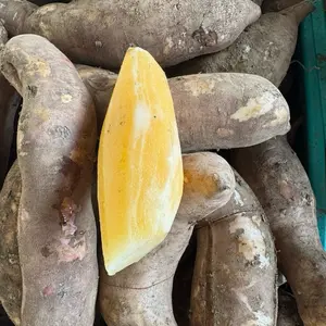 Najwa Herbal Wonosobo Umbi Yakon Kecil Kecil Isi 1-4 Tanaman Berkualitas 500 Gram Dari Pegunungan Wonosobo Garansi Manis - Frozen