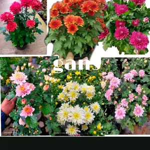 Tanaman krisan aster isi 6 warna sudah ada kuntum bunga