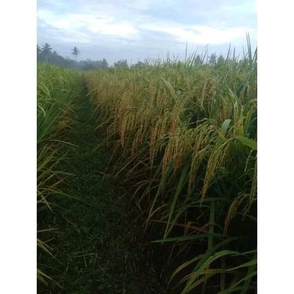 Benih/Bibit padi sertani 13 berkualitas supper unggul kemasan 1kg kelengkeng 2
