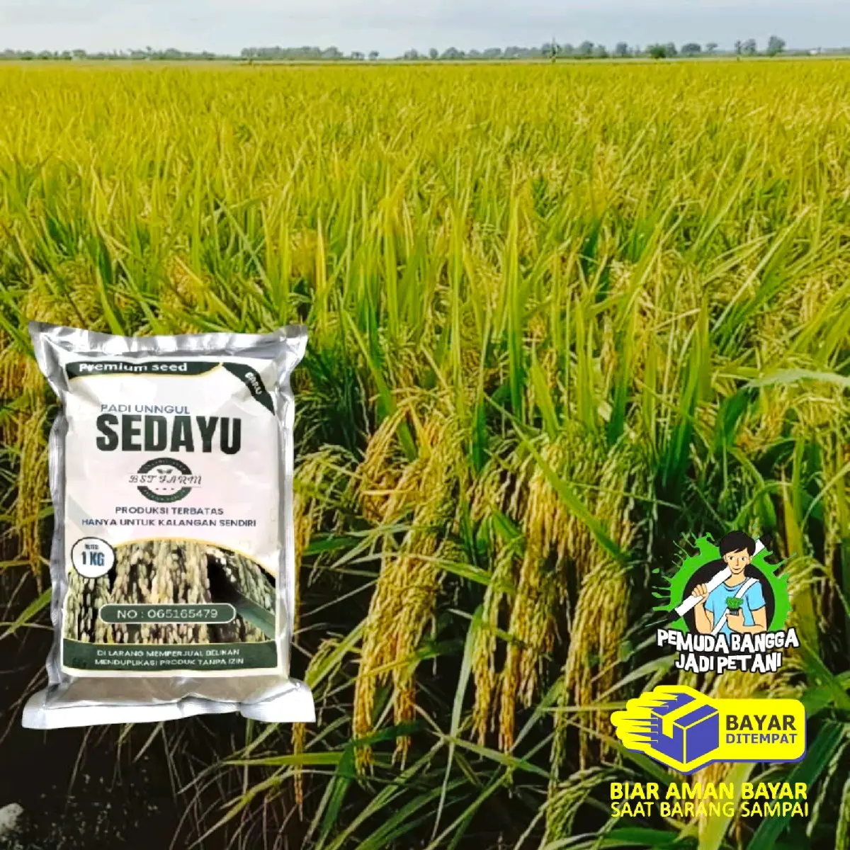 BENIH PADI SEDAYU 1KG(pengusahatani@09)