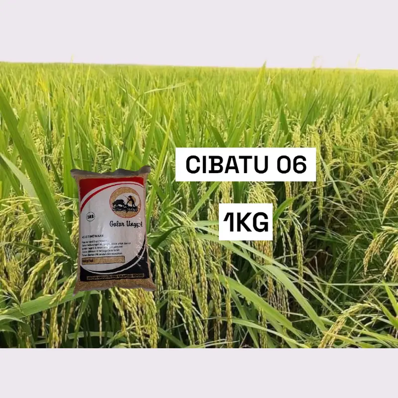 Benih padi unggul CIBATU 06 Kemasan 1kg 0