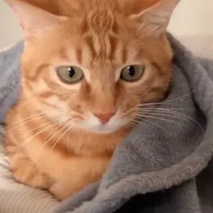 (Harga 1 Biji) Cat Bell Ball Mainan Hewan Peliharaan Kucing Anjing Bahan Plastik Termasuk Lonceng Bola Mainan Interaktif Kucing Lempar Tangkap