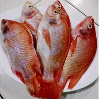 Gambar Ikan Nila Segar / Ikan Nila Merah 1Kg Tilapia dari Segar Laut Lestari Kota Administrasi Jakarta Barat 3 Tokopedia