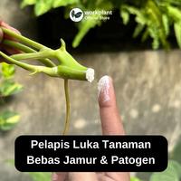 Gambar Workplant - Fungi Powder Fungisida Serbuk Anti Jamur & Anti Busuk Akar Untuk Semua Jenis Tanaman Hias dari workplant official Kota Surabaya 5 Tokopedia