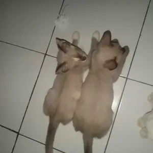 (Harga 1 Biji) Cat Bell Ball Mainan Hewan Peliharaan Kucing Anjing Bahan Plastik Termasuk Lonceng Bola Mainan Interaktif Kucing Lempar Tangkap