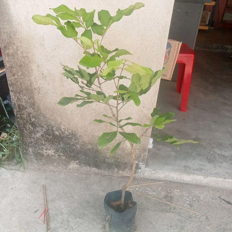 Artificial Pokok rambutan anak sekolah hybrid / pokok rambutan budak ...