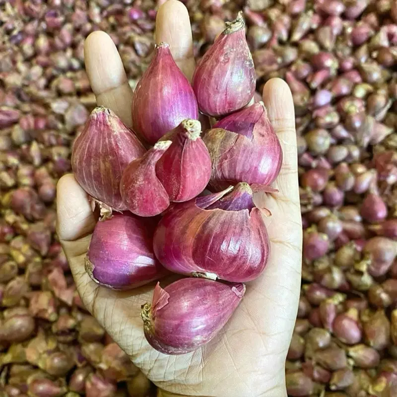 Bawang Merah Lokal Probolinggo 1kg - Kualitas Terbaik