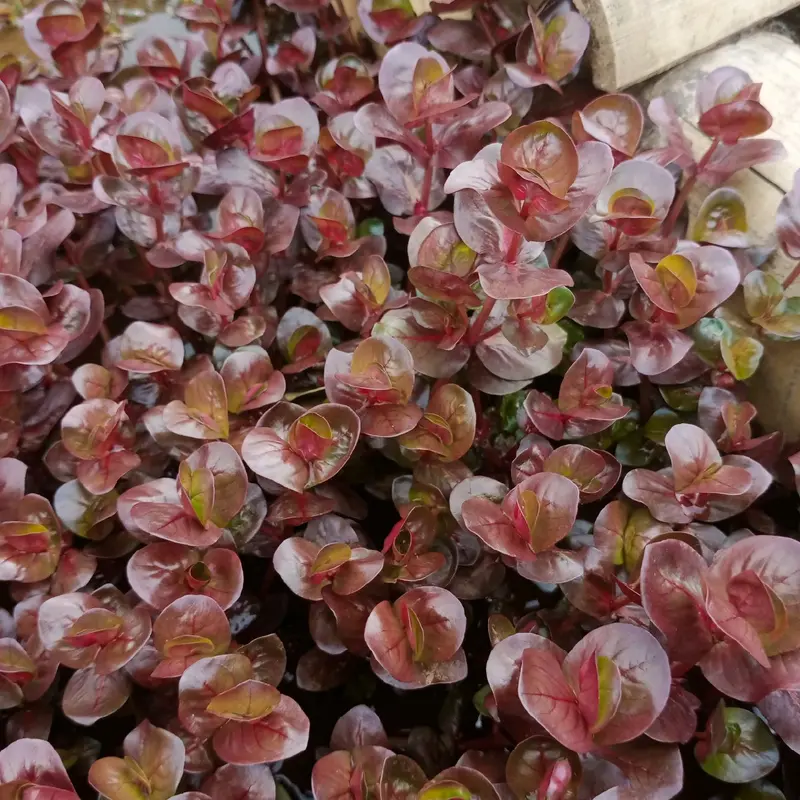 Tanaman sintetik rotala marcandra red hiasan akuarium 2