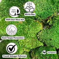 Gambar Workplant - Preserved Moss Lumut Hutan Yang Diawetkan Untuk Dekorasi Indoor Terrarium Landscape Hiasan Dinding - Hijau Muda dari workplant official Kota Surabaya 2 Tokopedia