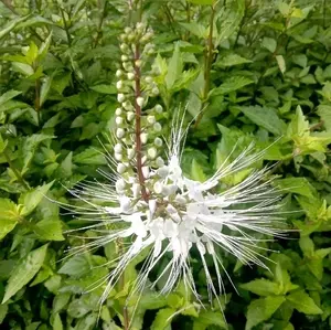 daun kumis kucing segar 100gram Fress langsung petik