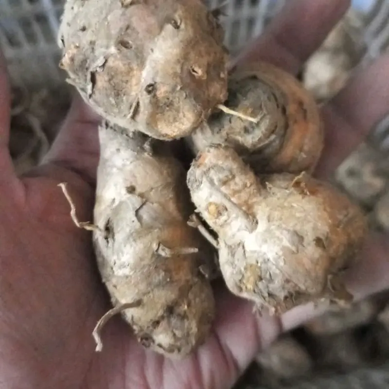 Kunyit Biang Kemasan 1 kg 1
