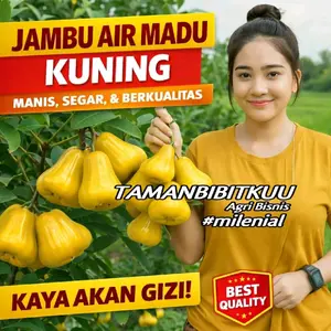 Beli 1 Gratis 1 Bibit Jambu Air Madu Kuning Okulasi Pendek Siap Berbuah Cepat Berkualitas