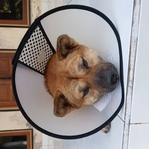 E-Collar Pelindung Leher Hewan Collar Perawatan Luka untuk Anjing dan Kucing