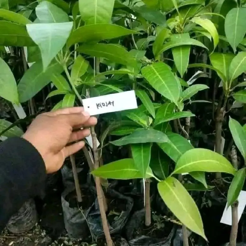 bibit tanaman mangga madu manalagi hasil okulasi  stok selalu tersedia 3
