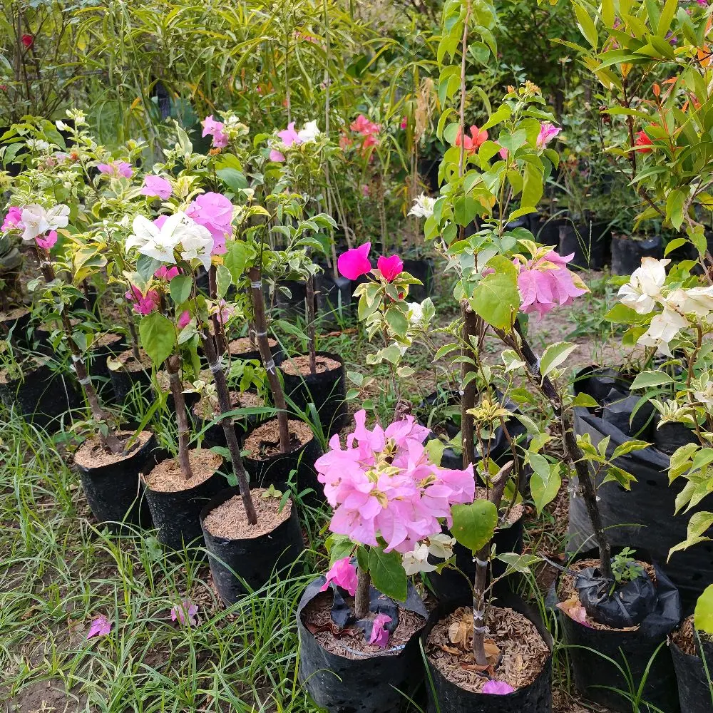 BOUGENVILLE 4 WARNA Tanaman Bunga Cerah dengan 4  Warna Berbeda untuk Taman Andai