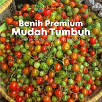 Gambar INFARM - Benih Tomat Mini Chomato Unggul, Bibit Buah Tomat Mini Hibrida Benih Buah Tomat Premium dari Infarm Kota Surabaya 5 Tokopedia