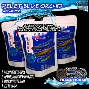 PELET BLUE PULCHRA LIMBATA ANDRAO STEWARTY