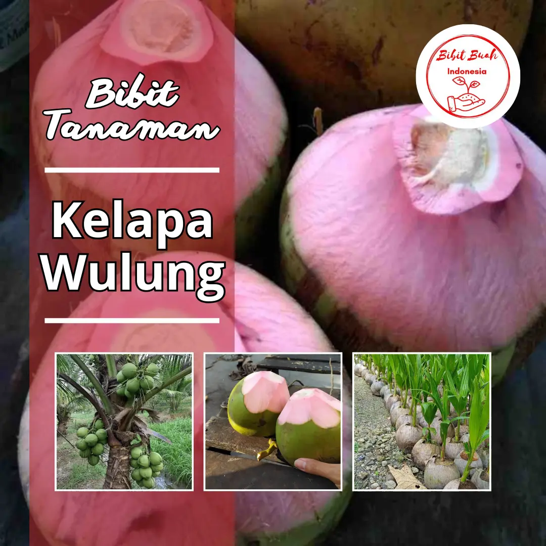 Bibit Tanaman Kelapa Wulung Berkualitas No. 1