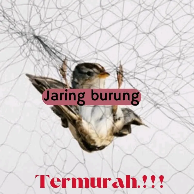 jaring burung 2 inch senar 012 jaring burung emprit burung kecil jaring burung pipit 0
