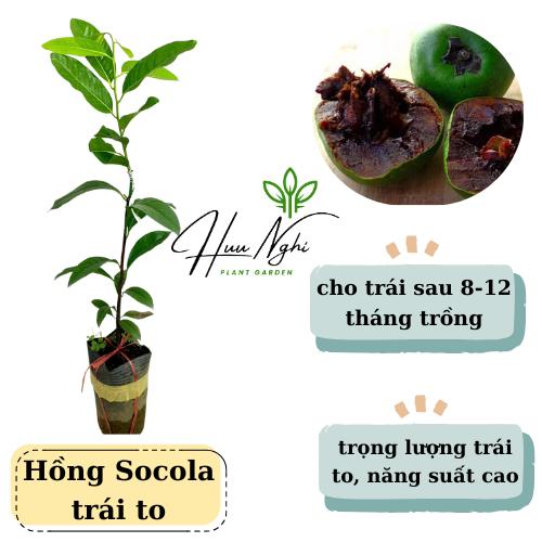 Cây giống Hồng Socola trái to (cây ghép), cho trái sau 8 tháng trồng, cây hồng socola