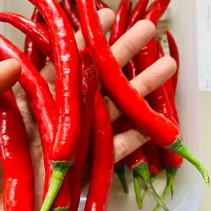 ( KHUSUS PULAU JAWA ) TW CABE MERAH BESAR