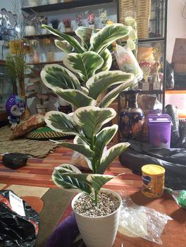 Product Review of TANAMAN ARTIFICIAL KETAPANG  PUTIH 23DAUN(sudah+pot) from D**a E**f 0