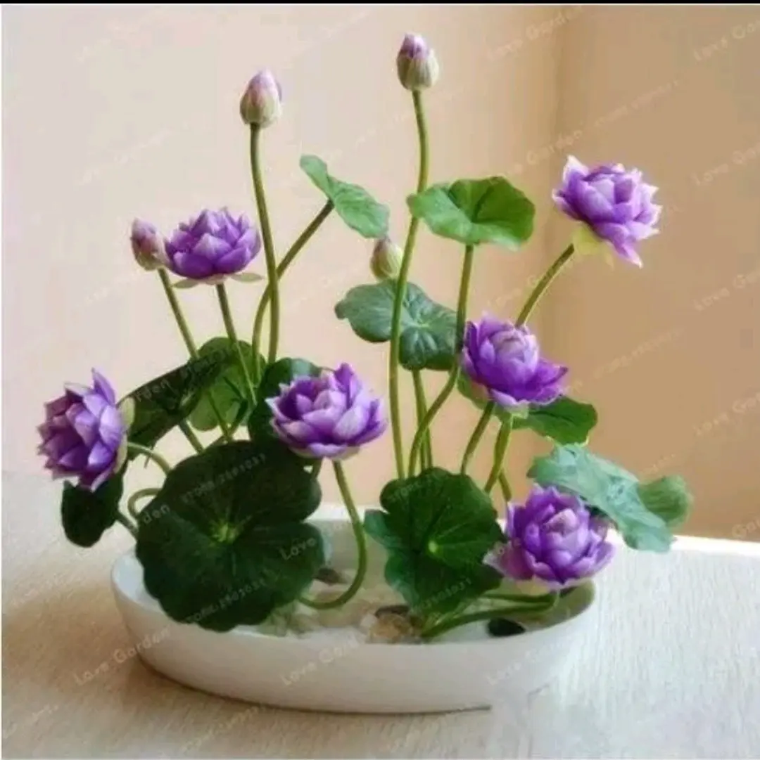 benih lotus isi 20 butir harga termurah biji teratai lotus bopong indah