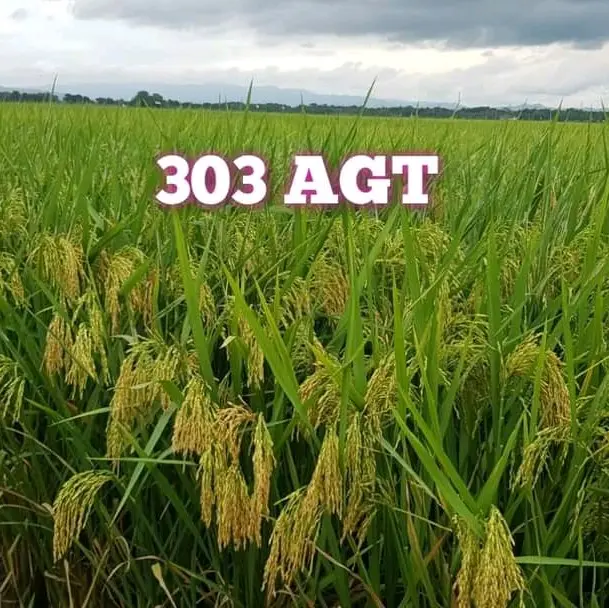 Benih Padi 303 Agt Original Kemasan 1 Kg 1