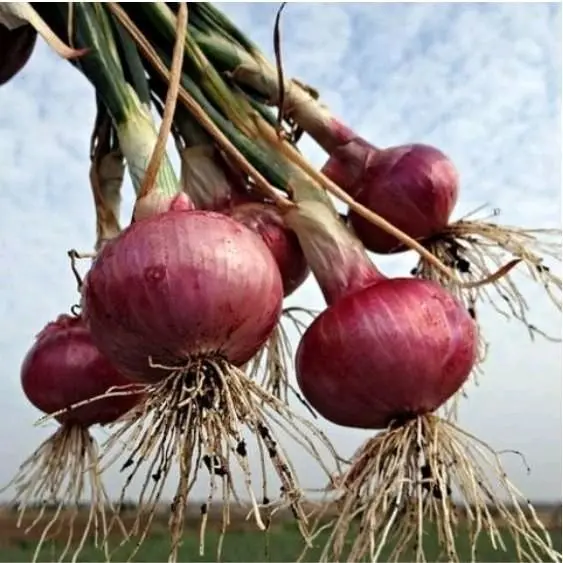 150 butir biji/benih bawang merah lokanata