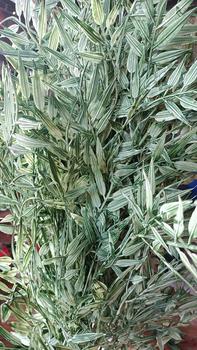 Product Review of Daun Plastik Milan Bambu Premium Artificial/ Daun Milan Import/ Daun Dekorasi Hiasan from E**a S**n B**l ** W** 0