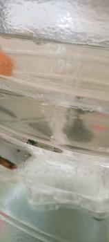 Product Review of Filter Internal Aquarium Mini Catridge RECENT AA 2803 F from I**a S**i 1