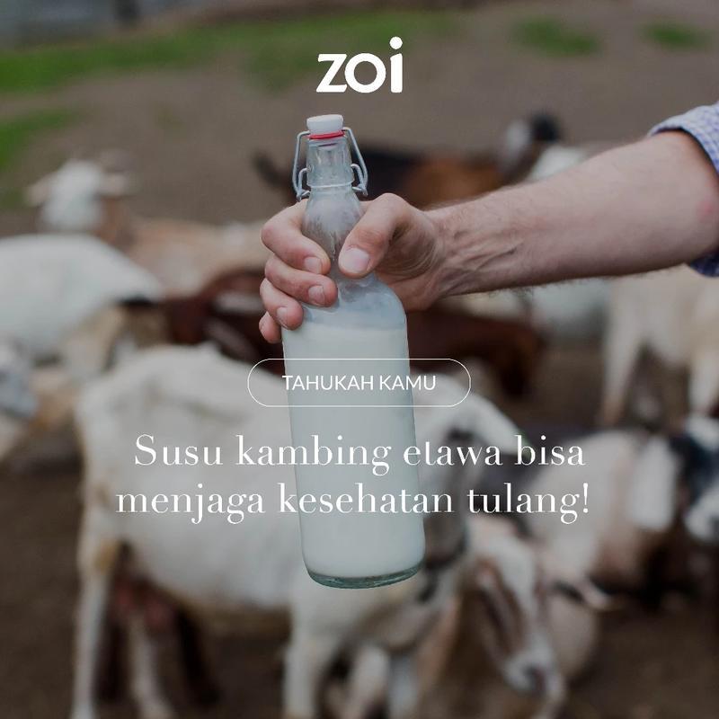 [2 BOX] ZOI GOLDEN MILK Susu Herbal Susu Sehat Susu Kambing, Jahe merah dan Kunyit - Susu Kambing Etawa 3