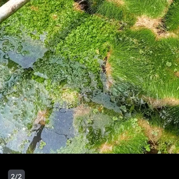 hydrocotile tipartita tanamn carpet sintetis hiasan aquarium 3