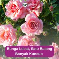 Gambar Workplant - Flower Nutrients Pupuk Bunga Lebat Tahan Rontok & Warna Cerah Untuk Semua Jenis Tanaman Hias Penyubur Bunga Cepat Mekar, Pupuk Tanaman Hias Rajin Berbunga, Aman untuk Semua Tanaman dari workplant official Kota Surabaya 3 Tokopedia