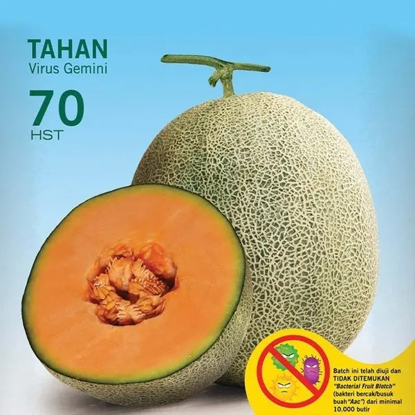 Benih Melon Orange NEW MADESTA F1 Isi 40 Butir Cap Panah Merah 3
