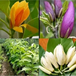 PAKET 3 Bunga Kantil ungu kuning putih