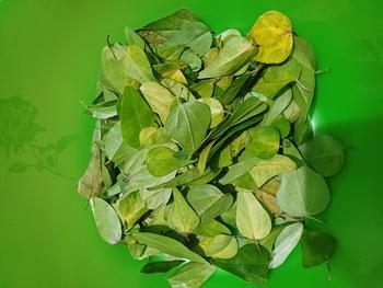 Product Review of artificial 100 daun cincau jelly tanpa bulu., cincau rambat (tanpa bulu) lansung metik from S**a 0