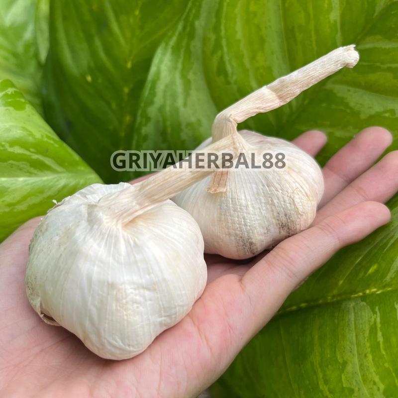 BAPUT KATING 500GR 1 KG  BAWANG PUTIH KATING FRESH 1