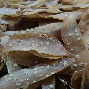 Kerupuk Gandum Khas Demak 400 Gram
